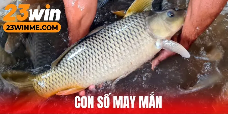 Luận con số may mắn giấc mộng bắt cá