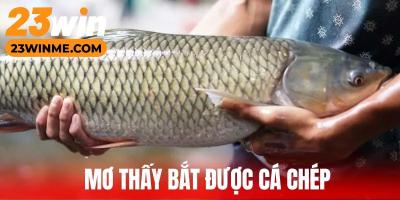 Mộng bắt được cá trắm sẽ có sự thành công